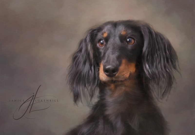 Dachshund Long-hair