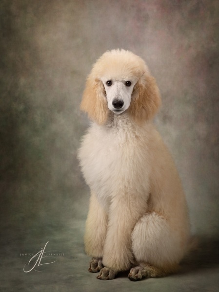 Cream Standard Poodle Puppy