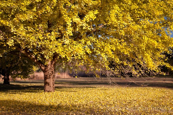Bernheim in the Fall