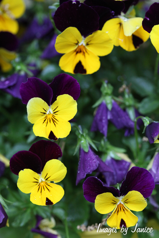 Spring updates | Award-winning pet photographer | Louisville, Kentucky