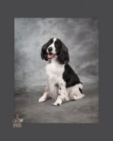 Photographing Senior Pets