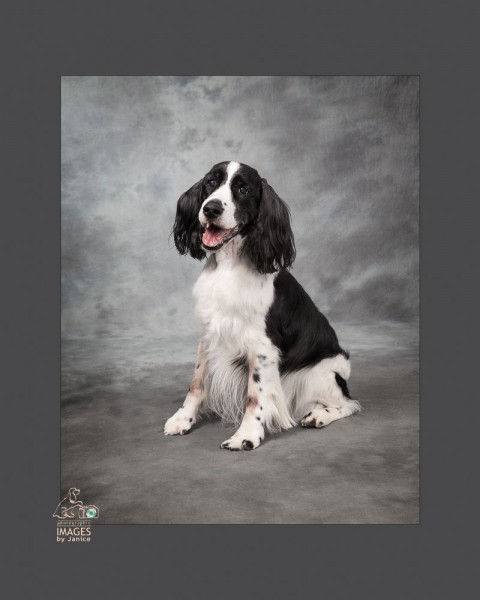 Photographing Senior Pets