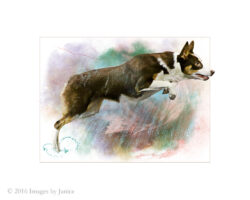 Dog Photos – Made into Artwork