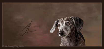 Painted Pet Portraits Score Well in Competition