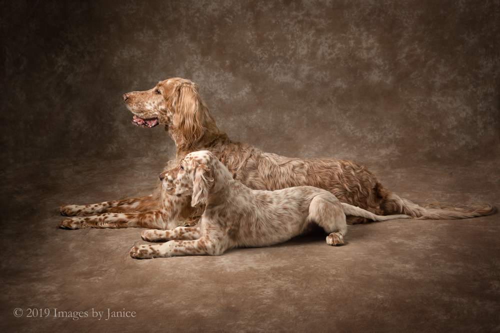 Rhys and Pascal – English Setter Pet Portrait Session