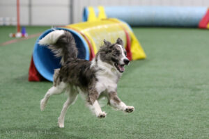 Love in the Time of Corona…or Fun things to do in Louisville with your dog