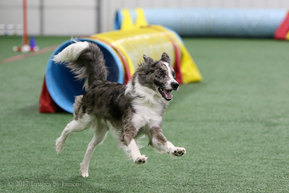 Love in the Time of Corona…or Fun things to do in Louisville with your dog